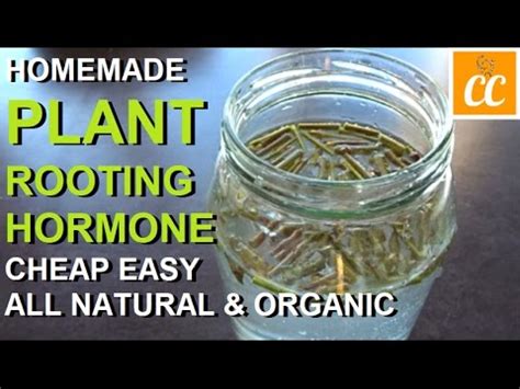 Remember that rooting hormone should be used only during propagation. (6) Make Your Own Plant Rooting Hormone 🌿 All Natural 2 ...