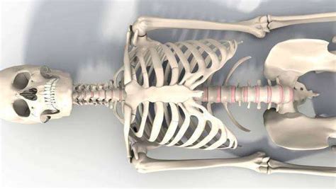 Skeleton Lying Down Animation Stock Video Footage Dissolve