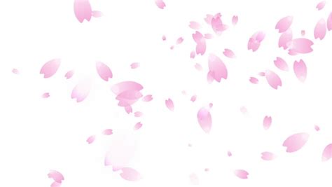 Cherry Blossom Petals Falling Stock Footage Video 100 Royalty Free