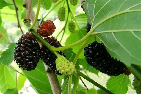 Polynesian Produce Stand : ~Dwarf Black Persian Mulberry~ Morus Nigra ...