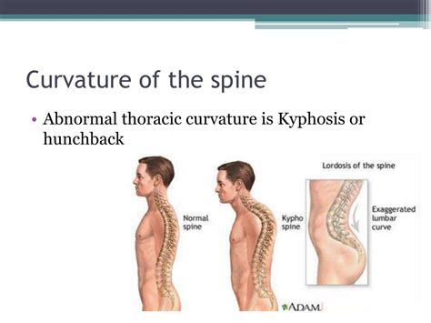 Ppt The Spine Powerpoint Presentation Free Download Id 2080931