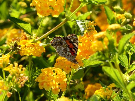 Butterfly On Yellow Flowers Free Stock Photo Public Domain Pictures