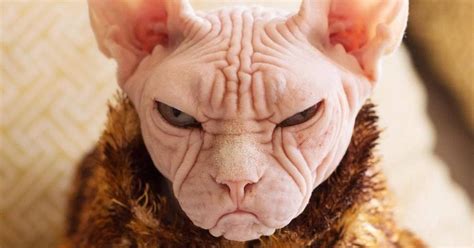Move Aside Grumpy Cat Loki Is The New Grumpiest Cat In The World