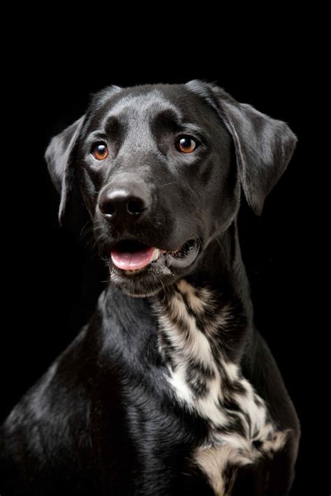 However, if the spots start to change rapidly or if the texture of the spot is raised or different than the rest of the tongue or your dog's black spot is usually nothing to worry about. Dalmador Dog Breed » Odd Facts & In-Depth Breed Info