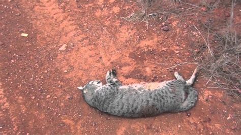 Wild Cats Toompine Qld Australia Youtube