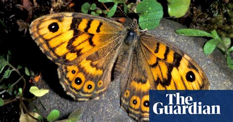 Pesticide May Be Reason Butterfly Numbers Are Falling In Uk Says Study