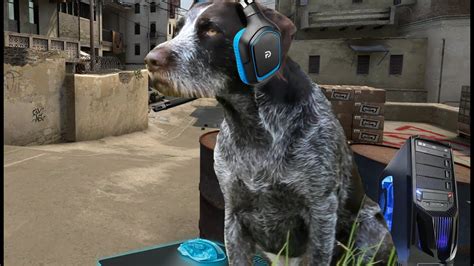 Nobody On Csgo Knows Youre A Dog Youtube