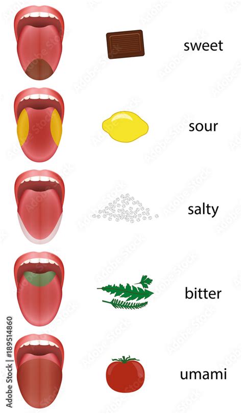 Tongue Map With Taste Zones Sweet Sour Salty Bitter And Umami