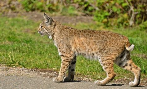 Maybe you would like to learn more about one of these? Bobcats in DFW Are Simply Doing What They Do Best - Surviving