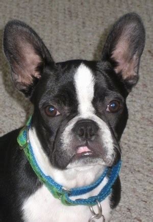 Get advice from breed experts and make a safe choice. Frenchton Dog Breed Information and Pictures