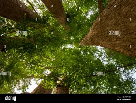 Looking Up Into The Branch Structure Of A Multi Stem Dawn Redwood Tree