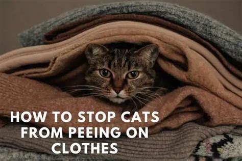 How To Stop Cats From Peeing On Clothes Tips And Tricks For Cat Owners