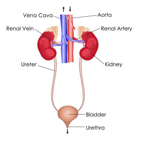 What Is A Kidney With Pictures