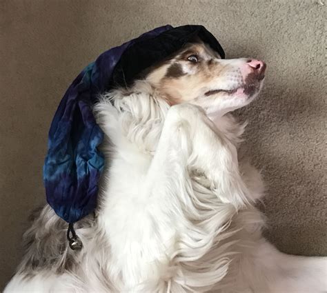 My Dog The Jester Dogpictures