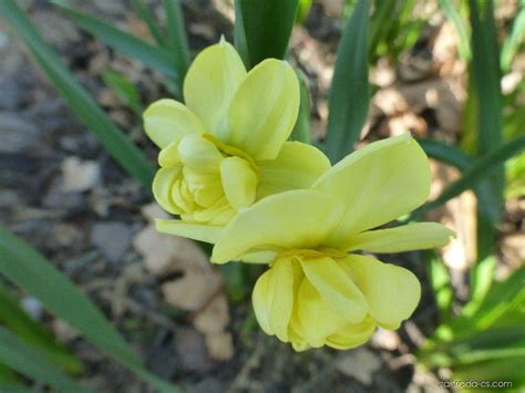 Narcis Narcissus Yellow Cheerfulness Květy Květenství Zahrada