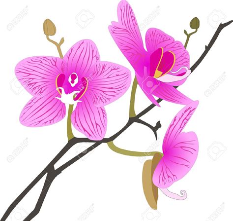 94 Orchid Flower Clip Orchid Clip Art Clipartlook