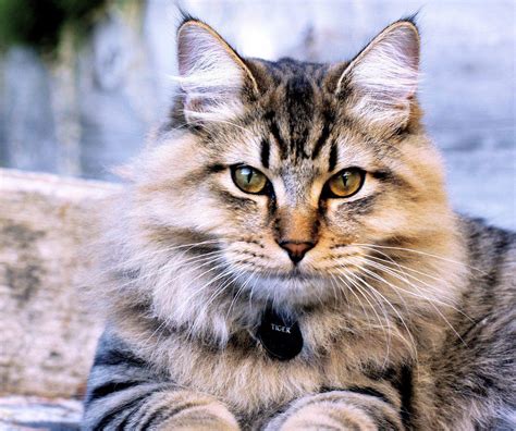 Top 10 Rarest Cat Breeds In The World