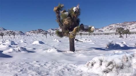Snow In The Desert Joshua Tree National Park California