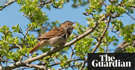 Nightingales V 5000 New Homes The Battle Over The Woods Of Lodge Hill