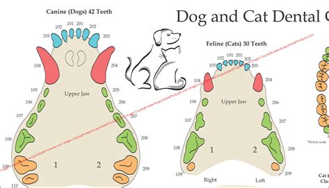Dog And Cat Dental Anatomy Poster