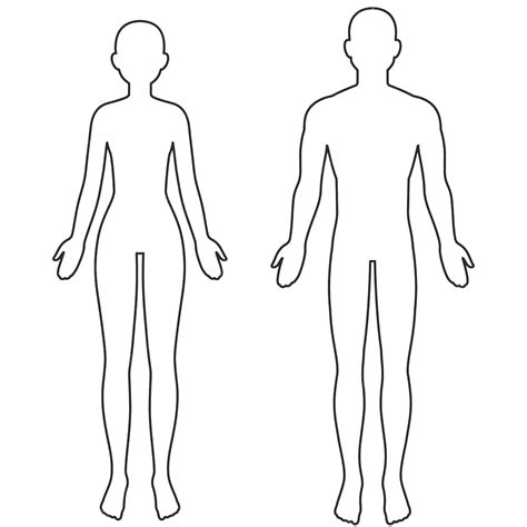premium vector male and female body outline
