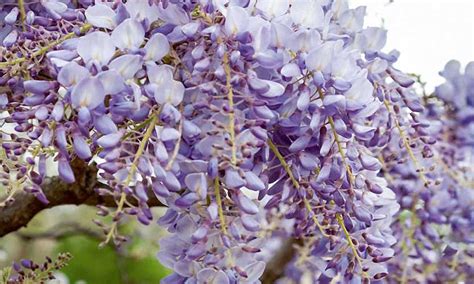 Up to 70% off new kohl's markdowns. Wisteria Sinensis (Chinese Wisteria) - Espalier - Garden Plants Online