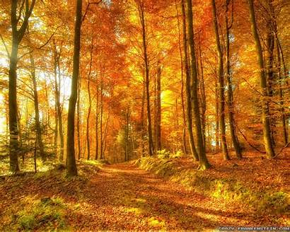 Autumn Forest Fall Nature Trees Woods Background