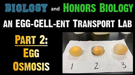 Osmosis is the diffusion of water molecules across a concentration gradient. Transport Lab - Part 2: Egg Osmosis - YouTube