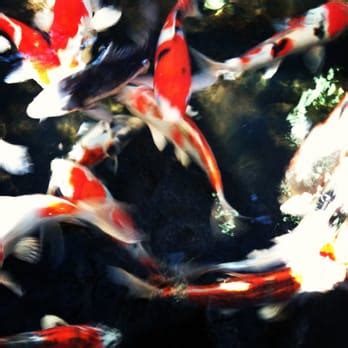 Mystic Koi & Water Gardens - 24 Photos & 30 Reviews - Nurseries