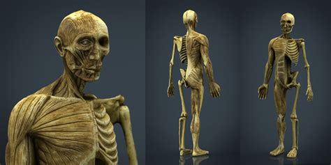 Anatomy of upper torso muscles. HUMAN BODY ANATOMY MODEL low-poly | CGTrader