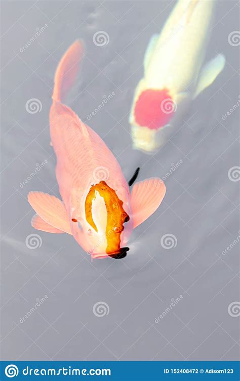 364 Koi Fish Head Photos Free And Royalty Free Stock Photos From Dreamstime