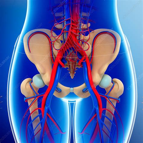 Human Anatomy Scientific Illustrations Pelvis Arteries Stock Vector Art Images And Photos Finder