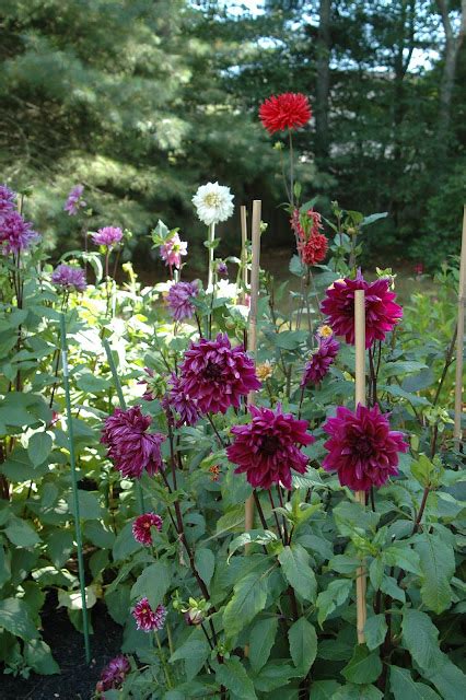Deborah Jeans Dandelion House And Garden How To Plant Dahlia Tubers