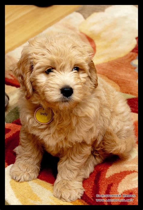 Doodle creek is a professional english goldendoodle breeder located in ontario, canada. Our Golden doodle puppy | Cute dog pictures, Dogs, Dog love
