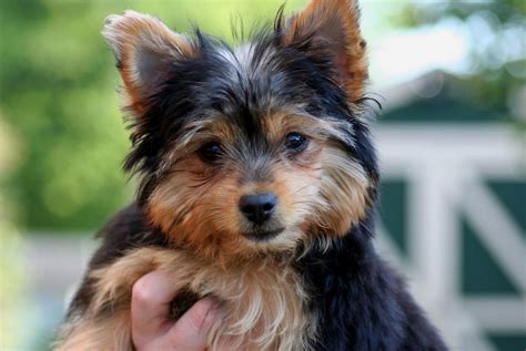 Are Yorkies Smart Dogs
