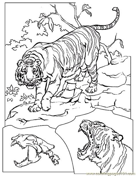 Coloring Pages Of Tigers And Lions Warehouse Of Ideas