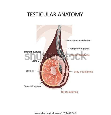 Anatomía testicular Ilustración de una sección vector de stock libre