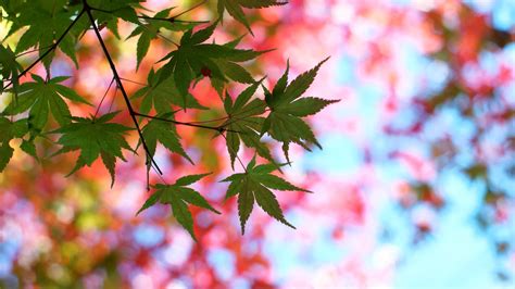Leaves Maple Glare Branch Tree Summer Picture Photo Desktop