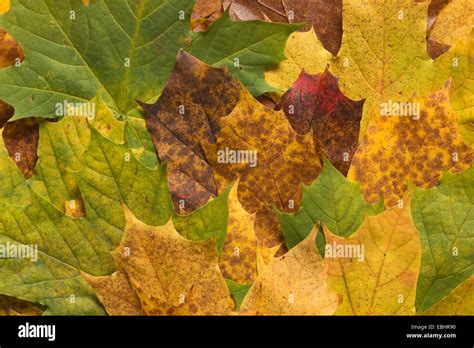 Rich Bright Brilliant Changing Colors Of Autumn The Fall Seen In Maple