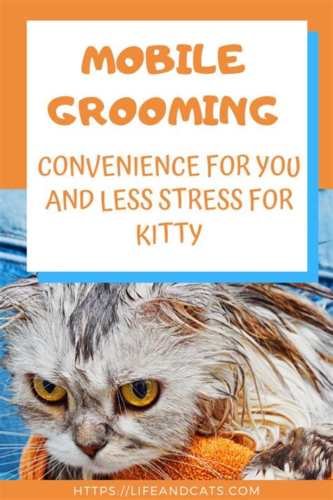 We come to you and groom one pet at a time. Benefits of Mobile Grooming for You and Your Kitty | Cat ...