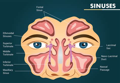 Structure Of Sinuses