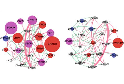 Analysis Pinpoints Genes Linked To Autism Developmental Delay Spectrum Autism Research News