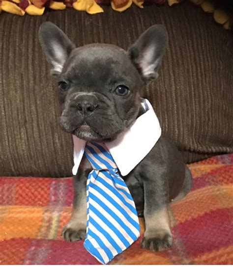 Being an ethical french bulldog breeder in nyc, requires a lot of preparation and health testing before producing a litter. Pure Michigan Frenchies - French Bulldog Breeder