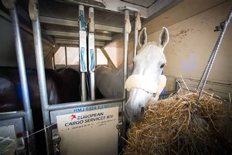 Saa Detects Early Inflammation In Horses Traveling By Air The Horse