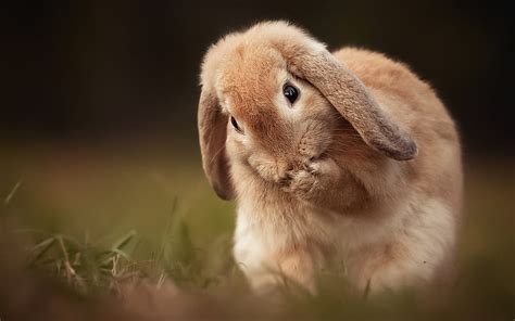 1366x768px 720p Free Download Cute Rabbit Bokeh Cute Animals