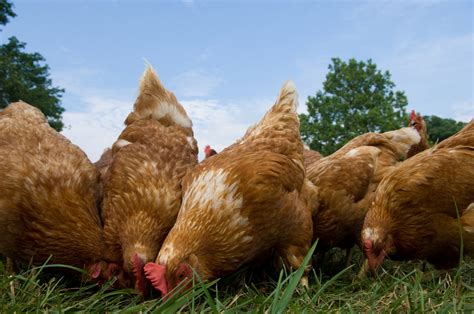 Pasture Raised Chickens Feeding Impact Investment Group