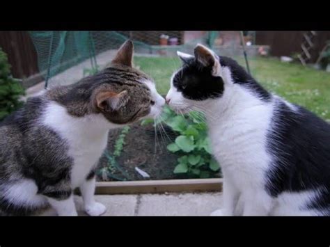 Angry Cat Sounds Mp3 - MP3views