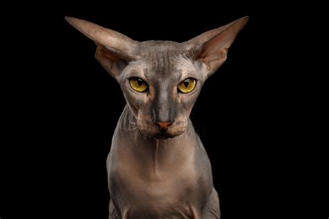 Peterbald Cat Breed Characteristics And Info World Cat Finder