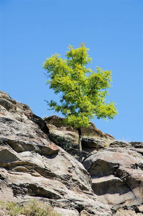 Tree Grows On Rock Cliff Stock Image Image Of Blue Canyon 43616915
