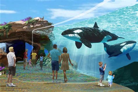 Orca Tank Expansion Approved For Seaworld San Diego